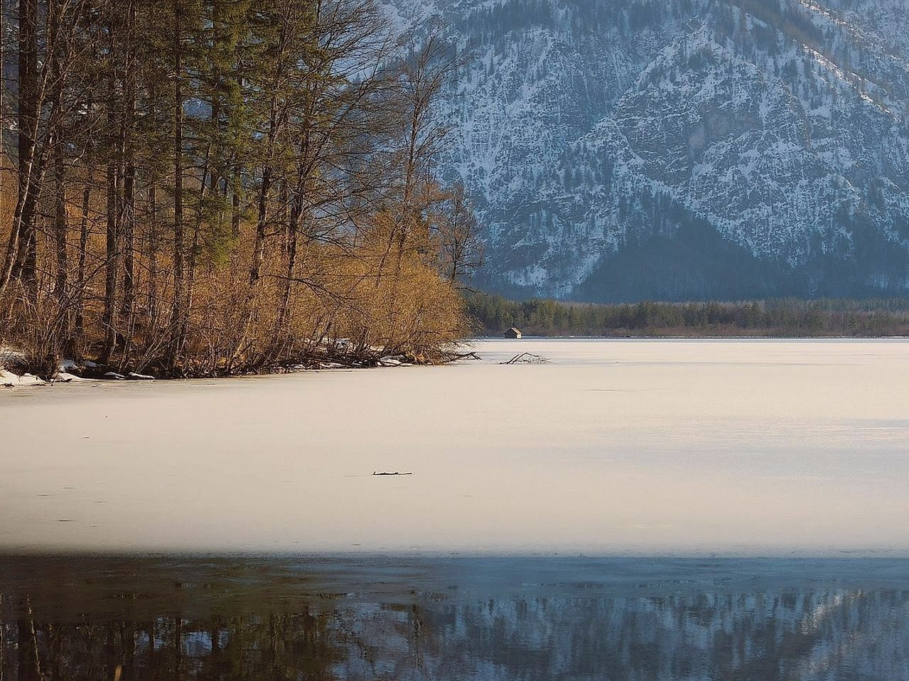 Terreno aperto nudo sopra gli ultimi alberi